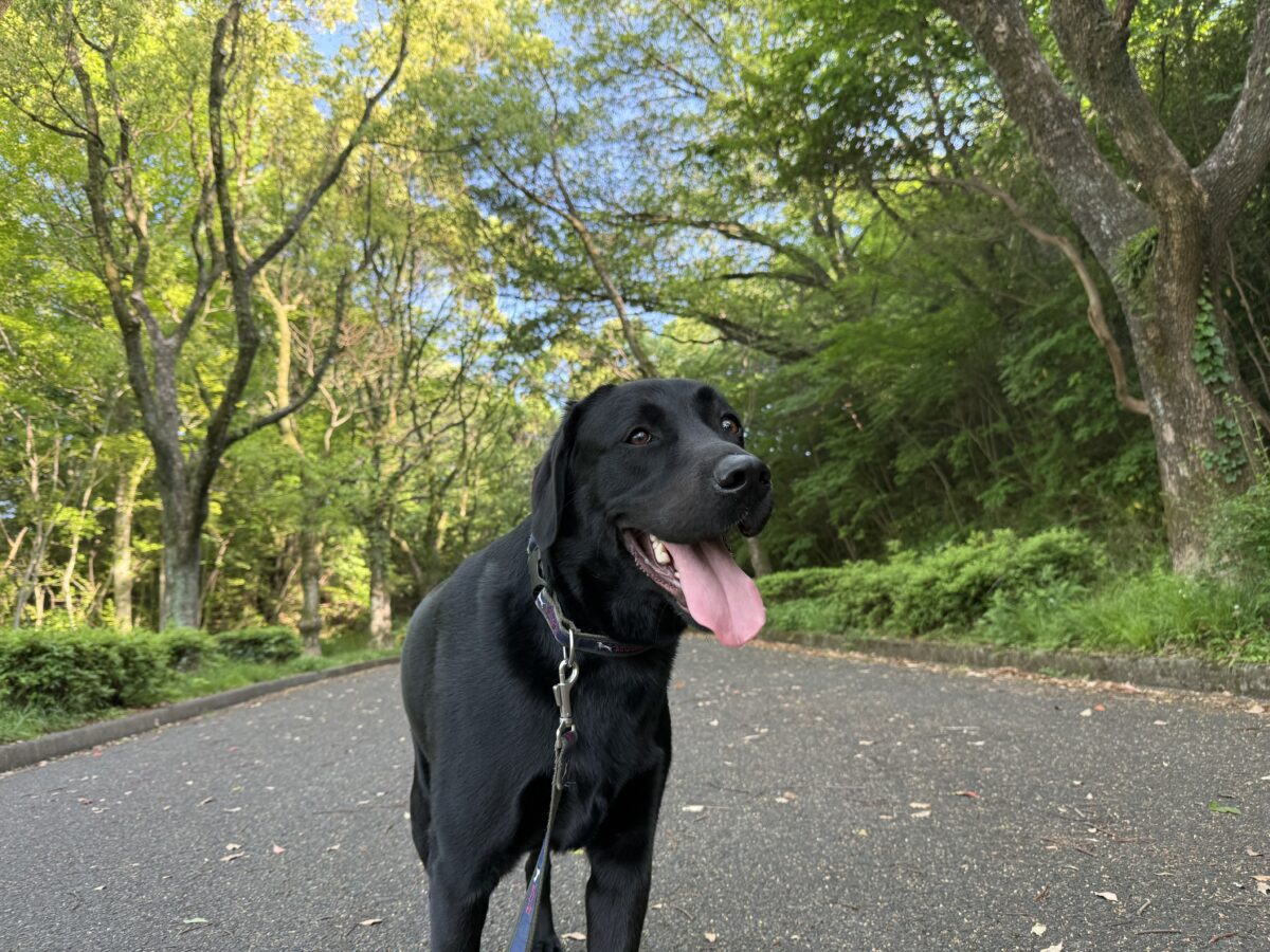 愛犬まさる、3歳になりました。夢だった大型犬との暮らし